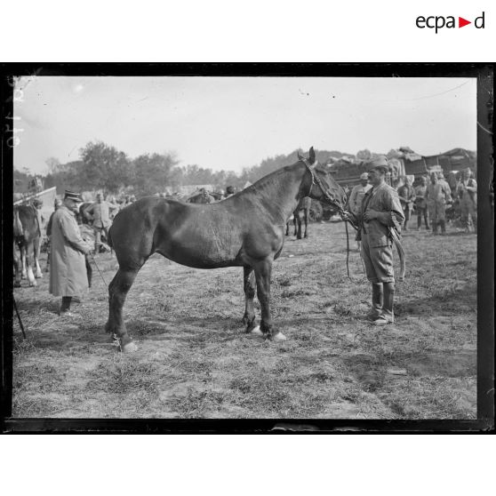 Région de Reims et Soissons. Commission de remonte de la 10e et de la 5e armée : type de cheval. [légende d'origine]