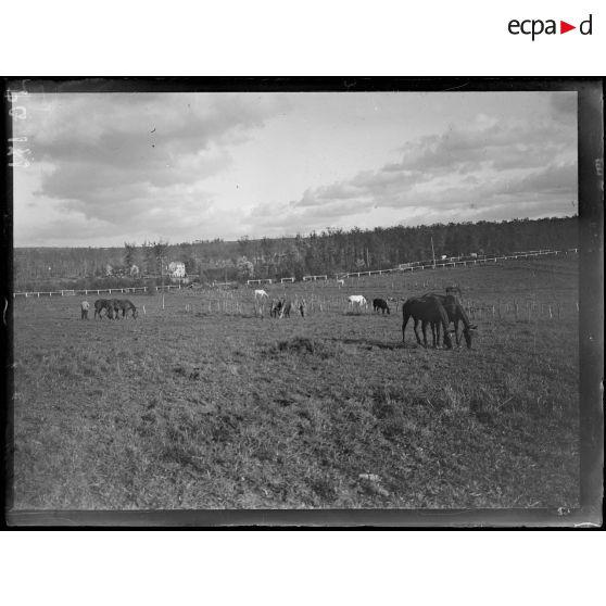 Région de Reims et Soissons. Chevaux au pâturage. [légende d'origine]