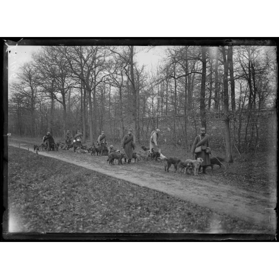 Maison-Lafitte, la société nationale du chien sanitaire et de guerre. Chiens sanitaires. Le chien sur la route. [légende d'origine]