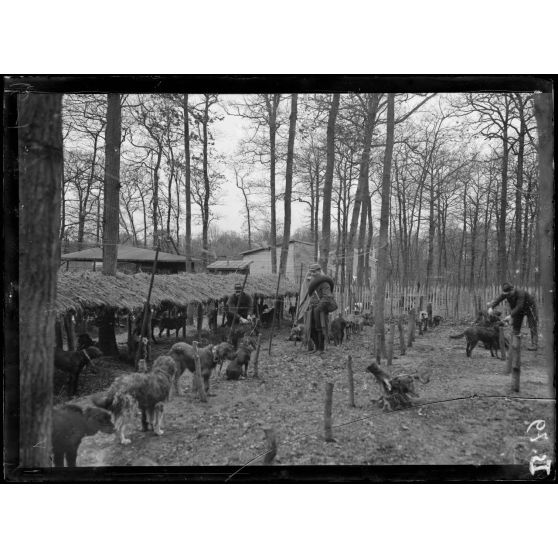 Maison-Lafitte, la société nationale du chien sanitaire et de guerre. Un lot de chien pour l'armée. [légende d'origine]