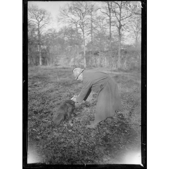 Maison-Lafitte, la société nationale du chien sanitaire et de guerre. Le chien de liaison après avoir traversé les gaz. [légende d'origine]