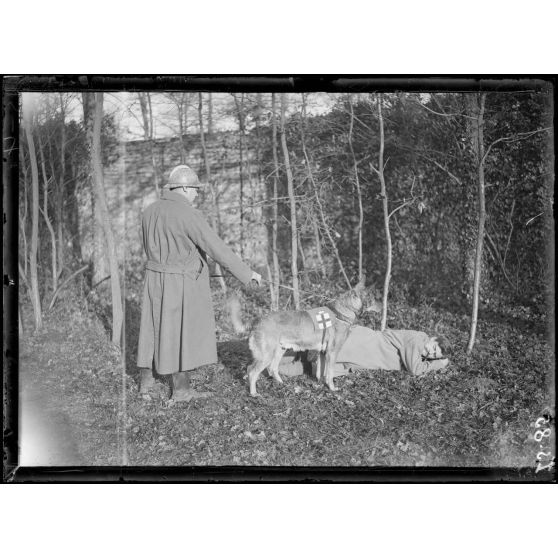 Maison-Lafitte, la société nationale du chien sanitaire et de guerre. Le brancardier attache son chien et celui-ci le conduit près du blessé. [légende d'origine]