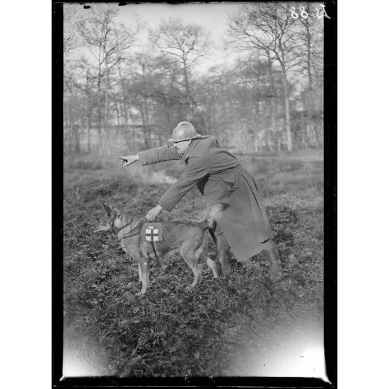 Maison-Lafitte, la société nationale du chien sanitaire et de guerre. Le brancardier lance le chien dans l'endroit à reconnaître. [légende d'origine]