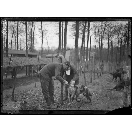 Maison-Lafitte, la société nationale du chien sanitaire et de guerre. Le chien de liaison apportant un pli. [légende d'origine]