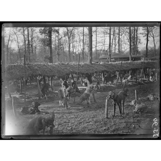 Maison-Lafitte, la société nationale du chien sanitaire et de guerre. Vue d'ensemble des chenils. [légende d'origine]