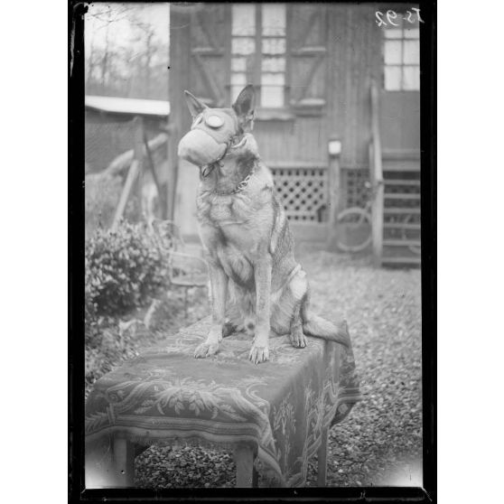 Maison-Lafitte, la société nationale du chien sanitaire et de guerre. Le chien "Rolf" avec son masque. [légende d'origine]