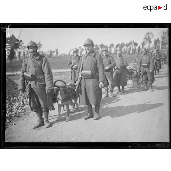 Près de Lampernisse, Belgique, mitrailleurs belges attelés de chiens. [légende d'origine]