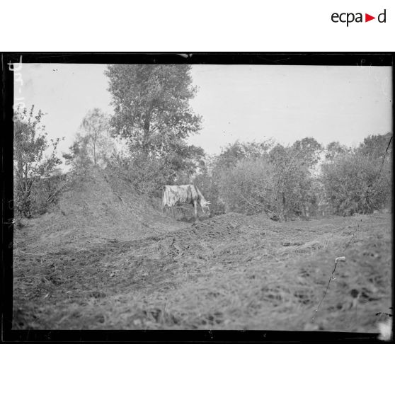 Près de Lampernisse, Belgique, vue du camouflage d'une batterie lourde française. Vache camouflée. [légende d'origine]