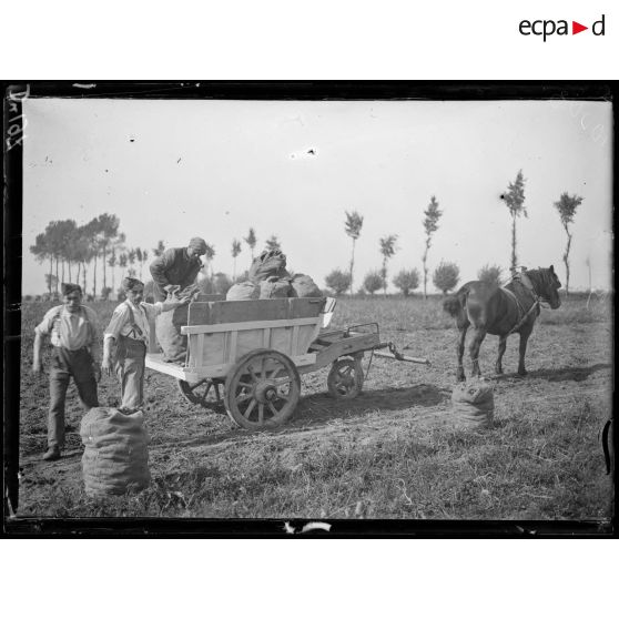 Belgique, soldats belges faisant la récolte des pommes de terre. [légende d'origine]