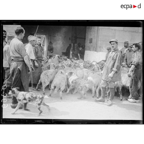 [Des hommes rassemblent un troupeau de moutons à l'intérieur d'un hangar, aidés par des chiens, sous le regard d'autorités militaires.]