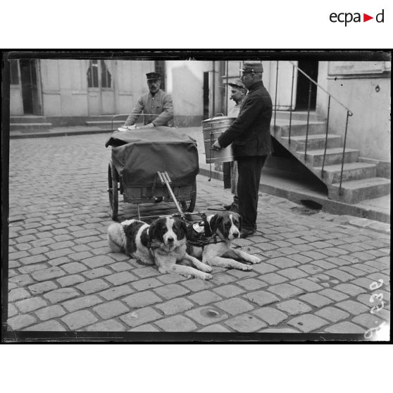 Paris, Ministère de la guerre. Service de Santé, voiturettes attelées de chiens. [légende d'origine]