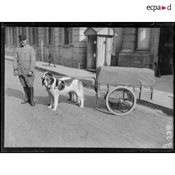 Paris, Ministère de la guerre. Service de Santé, voiturettes attelées de chiens. [légende d'origine]