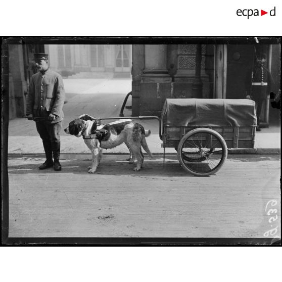 Paris, Ministère de la guerre. Service de Santé, voiturettes attelées de chiens. [légende d'origine]