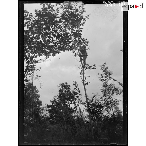 Cote 180, Marne, soldat dans un arbre ceuillant des châtaignes. [légende d'origine]