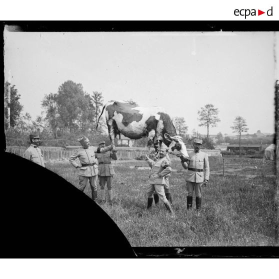 Conty (Somme). Une vache fabriquée par la section de camouflage.