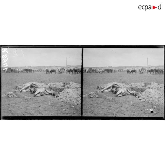 Région de Reims. Offensive d'avril 1917. Campement après la bataille, au 1er plan cadavre d'un cheval. [légende d'origine]