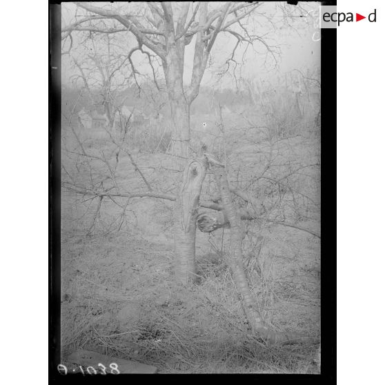 Vauxrot. Aisne. Arbres mutilés. [légende d'origine]