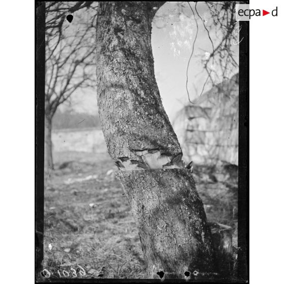 Vauxrot. Aisne. Arbres mutilés. [légende d'origine]