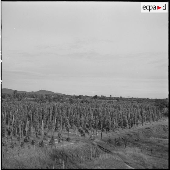 Plantations de poivriers dans la région de Kampot.