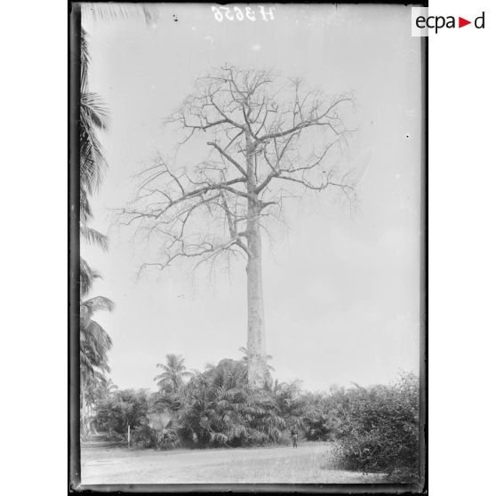 Douala. Un arbre à pain. [légende d'origine]