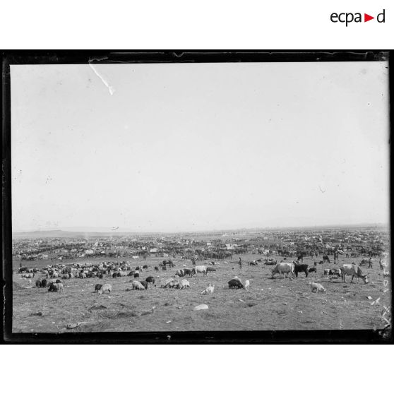 [Troupeaux de bovins et de moutons autour d'un campement : panoramique.]