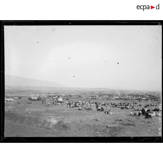 [Troupeaux de bovins et de moutons autour d'un campement : panoramique.]