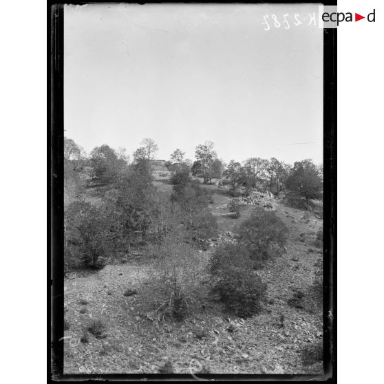 Borovika. Dans la forêt. [légende d'origine]