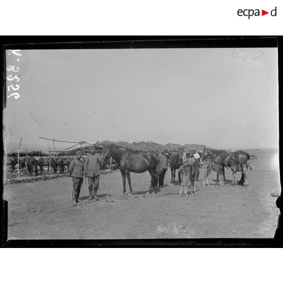 Loutra. Camp serbe. Aspect des écuries. [légende d'origine]