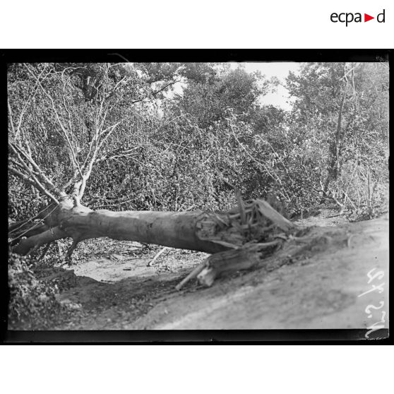 Bois de Saint-Siméon. Arbre coupé par un obus français. [légende d'origine]