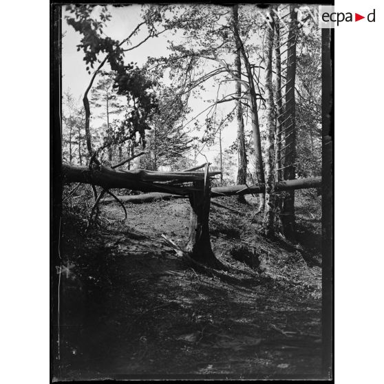 Bois de Saint-Siméon. Arbre observatoire allemand démoli par notre artillerie. [légende d'origine]