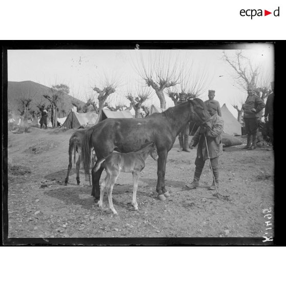 Sur la piste de Vasilika. Camp Serbe. [légende d'origine]