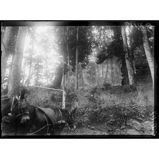 Dans les Vosges, une route camouflée. [légende d'origine]