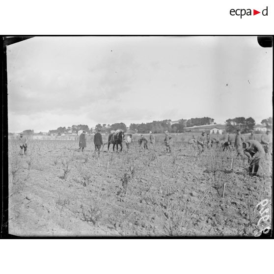 Montpellier. Centre neurologique de la 16e Région. Mutilés travaillant au jardin potager. [légende d'origine]