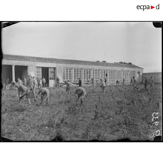 Montpellier. Centre neurologique de la 16e Région. Mutilés travaillant la vigne. [légende d'origine]