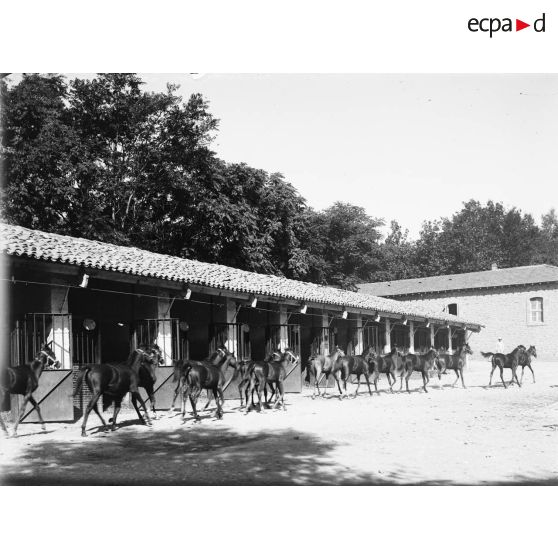 1138. Jeunes poulains, ils rentrent dans leur boxe. [légende d'origine]