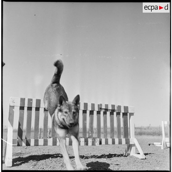 Entrainement de chiens. [Description en cours]