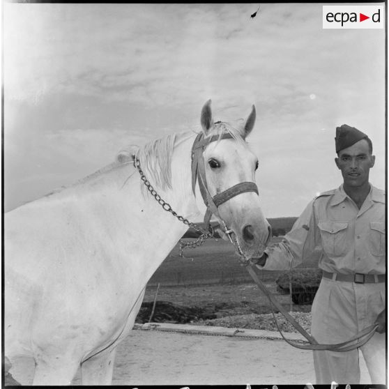 Cheval du 23e régiment de spahis. [Description en cours]