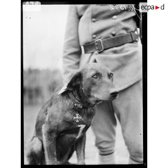 Camp de Bois-l'Evêque, le chien Jacquot décoré. [légende d'origine]