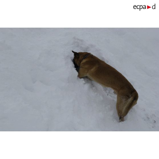 Un chien du PGHM (peloton de gendarmerie de haute montagne) recherche une victime lors d'un exercice de recherche après avalanche à Pierrefitte-Nestalas (Hautes-Pyrénées).