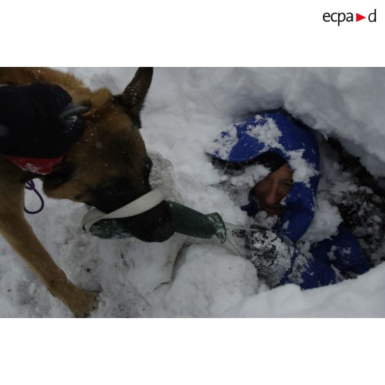 Un chien du PGHM (peloton de gendarmerie de haute montagne) découvre une victime lors d'un exercice de recherche après avalanche à Pierrefitte-Nestalas (Hautes-Pyrénées).