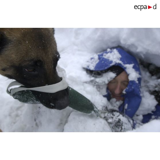 Un chien du PGHM (peloton de gendarmerie de haute montagne) découvre une victime ensevelie sous la neige lors d'un exercice de recherche après avalanche à Pierrefitte-Nestalas (Hautes-Pyrénées).