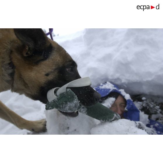 Un chien du PGHM (peloton de gendarmerie de haute montagne) découvre une victime lors d'un exercice de recherche après avalanche à Pierrefitte-Nestalas (Hautes-Pyrénées).