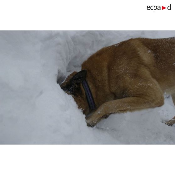 Un chien du PGHM (peloton de gendarmerie de haute montagne) recherche une victime lors d'un exercice de recherche après avalanche à Pierrefitte-Nestalas (Hautes-Pyrénées).