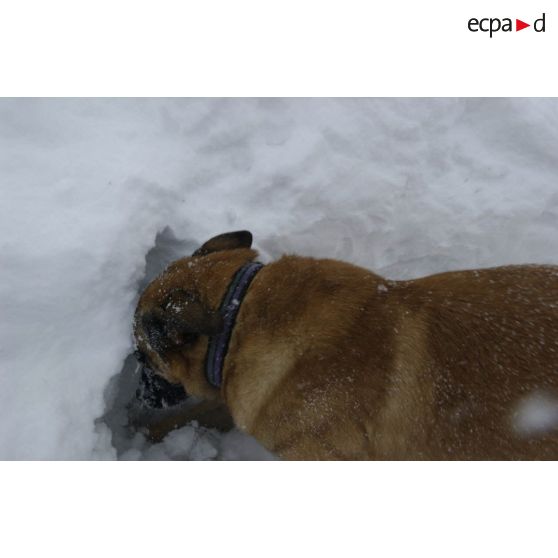 Un chien du PGHM (peloton de gendarmerie de haute montagne) recherche une victime lors d'un exercice de recherche après avalanche à Pierrefitte-Nestalas (Hautes-Pyrénées).