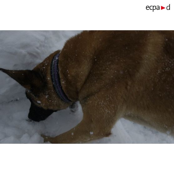 Un chien du PGHM (peloton de gendarmerie de haute montagne) recherche une victime lors d'un exercice de recherche après avalanche à Pierrefitte-Nestalas (Hautes-Pyrénées).