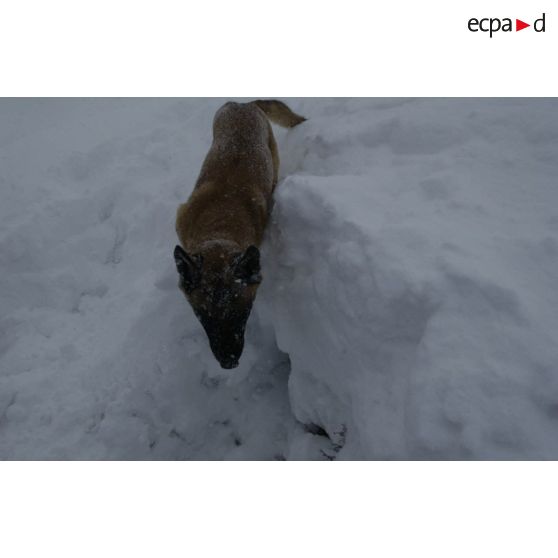 Un chien du PGHM (peloton de gendarmerie de haute montagne) recherche une victime lors d'un exercice de recherche après avalanche à Pierrefitte-Nestalas (Hautes-Pyrénées).