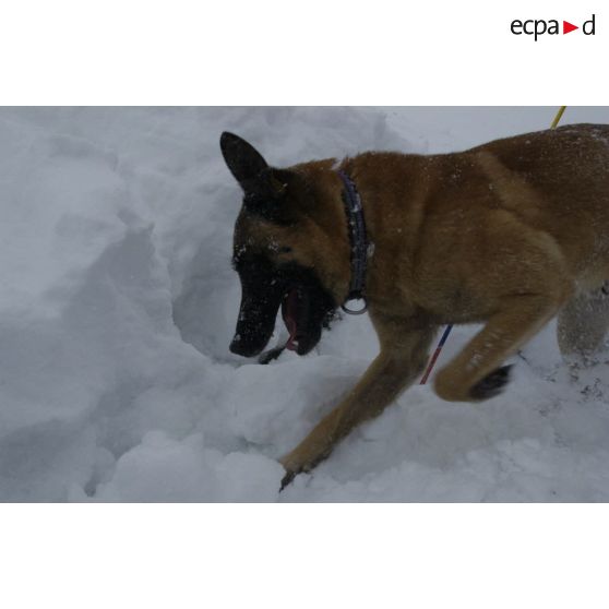 Un chien du PGHM (peloton de gendarmerie de haute montagne) recherche une victime lors d'un exercice de recherche après avalanche à Pierrefitte-Nestalas (Hautes-Pyrénées).