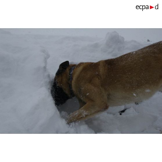 Un chien du PGHM (peloton de gendarmerie de haute montagne) recherche une victime lors d'un exercice de recherche après avalanche à Pierrefitte-Nestalas (Hautes-Pyrénées).