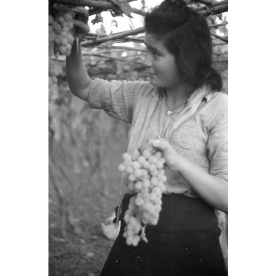 Des femmes crétoises récoltent du raisin dans les environs d'Héraklion.