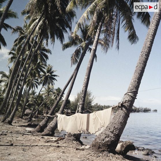 Filets de pêche séchant étendus entre des troncs de cocotiers sur le rivage à Tahiti.